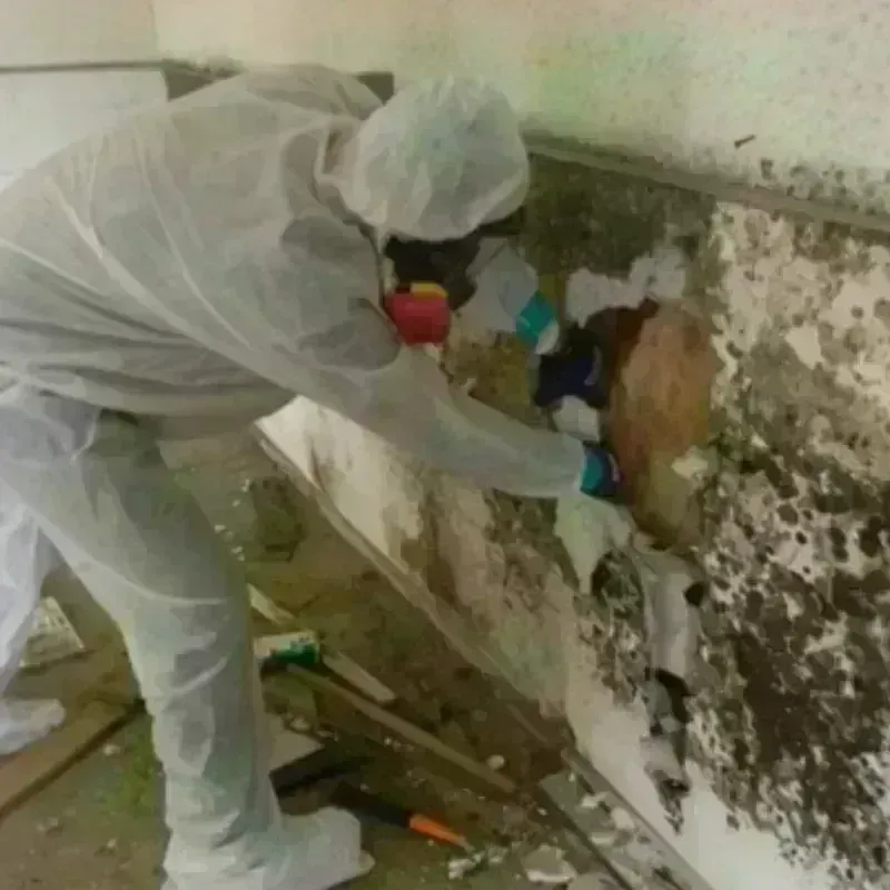 Mold Remediation and Removal in Grant County, AR